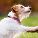 dog training near me