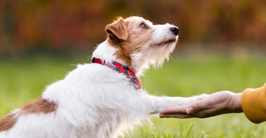 dog training near me